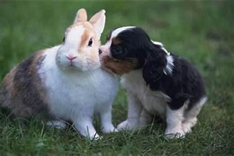 狗兔之缘：男属狗和女属兔合婚的奥秘解析