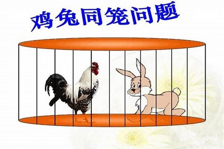 鸡兔同笼：属鸡的和属兔的八字合吗？